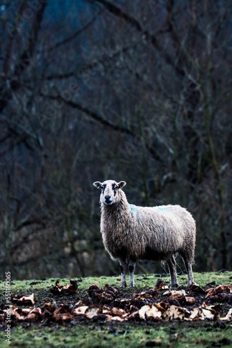 Vertical shot of Leicester Longwool sheep breed with blur trees in the background during winter photo