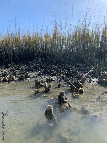 Oysters at low tide in the marsh photo