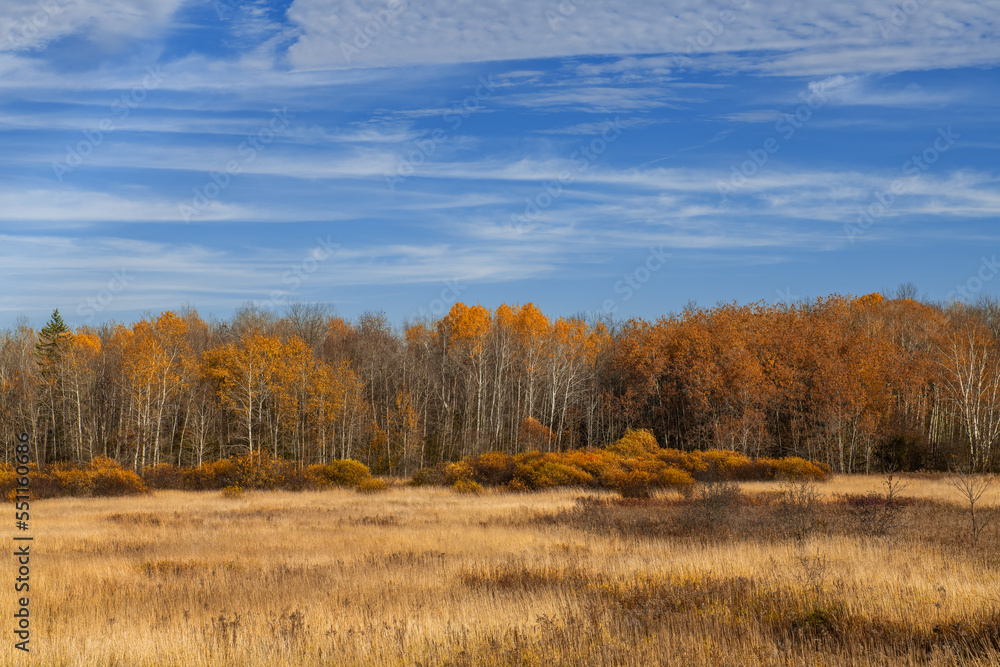 Fields of grass with Birch Trees in autumn colour in background