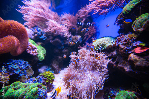 different fishes in aquarium for design purpose