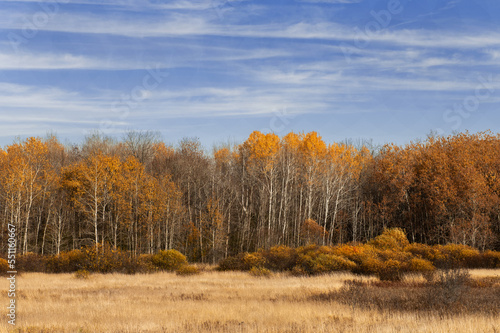 Fields of grass with Birch Trees in autumn colour in background