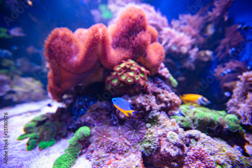 Fototapeta Naklejka Na Ścianę i Meble -  Coral reef in aquarium for design purpose