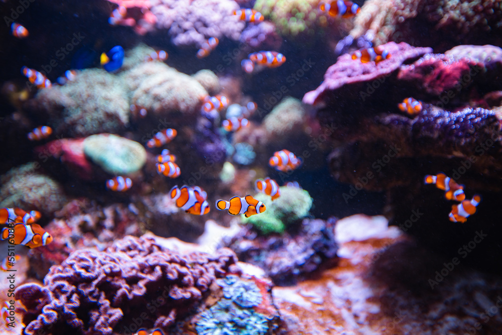 Naklejka premium Clownfish or anemonefish in aquarium