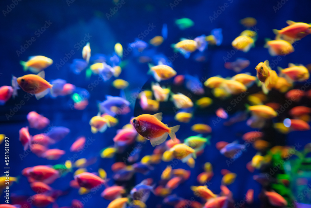 A lot of colorful fishes in aquarium for design purpose