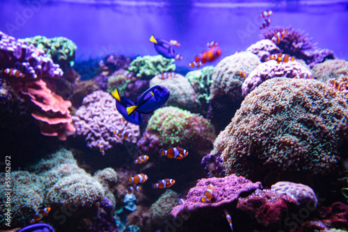 Clownfish and Blue Tang in aquarium
