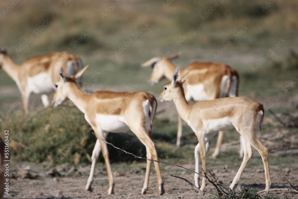 Endangered species Blackbuck in Bishnoi village forest reserve area. Beautiful male and female blackbuck captured with all movement in natural habitat. Rare animal portrait. Beautiful wall mounting. Endangered species Blackbuck in Bishnoi village forest reserve area. Beautiful male and female blackbuck captured with all movement in natural habitat. Rare animal portrait. Beautiful wall mounting.