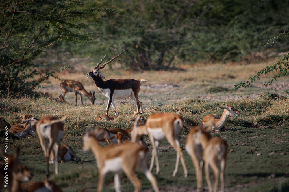 Endangered species Blackbuck in Bishnoi village forest reserve area. Beautiful male and female