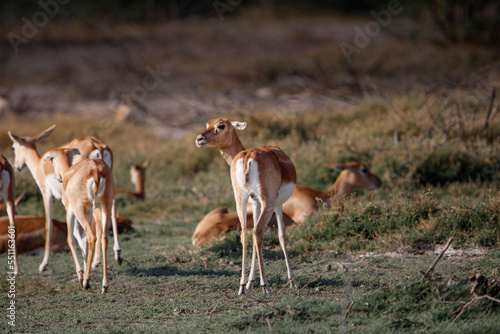 Endangered species Blackbuck in Bishnoi village forest reserve area. Beautiful male and female blackbuck captured with all movement in natural habitat. Rare animal portrait. Beautiful wall mounting. photo