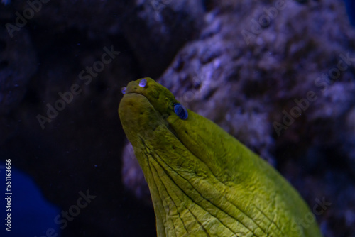 Muraena fish in aquarium for design purpose