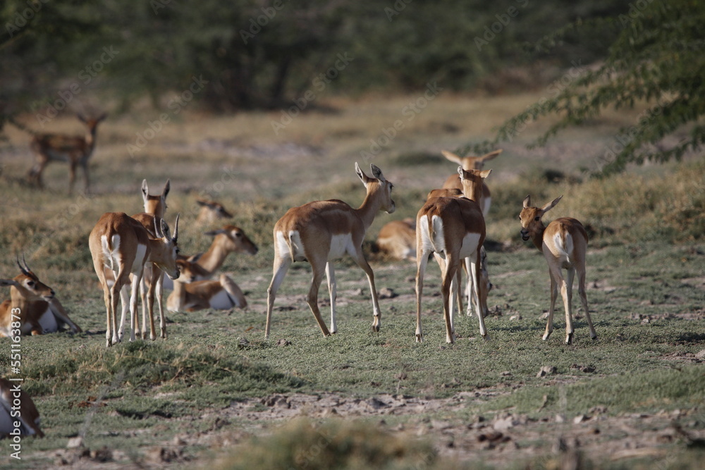 Endangered species Blackbuck in Bishnoi village forest reserve area. Beautiful male and female blackbuck captured with all movement in natural habitat. Rare animal portrait. Beautiful wall mounting. Endangered species Blackbuck in Bishnoi village forest reserve area. Beautiful male and female blackbuck captured with all movement in natural habitat. Rare animal portrait. Beautiful wall mounting.
