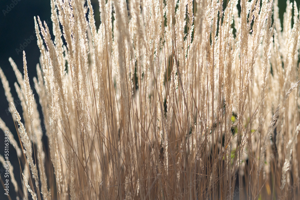 Obraz premium Closeup of twigs with seeds of ornamental cane arranged outdoors with sun glare. Grass or plants growing in wild near lake or river turned yellow after onset of autumn weather and cold days
