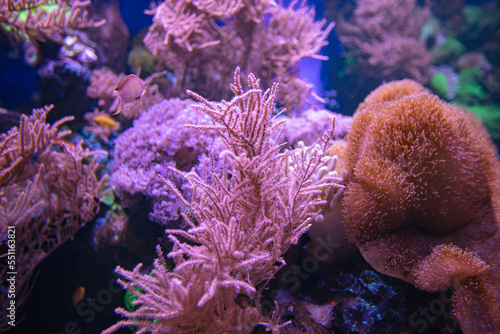 Fototapeta Naklejka Na Ścianę i Meble -  Coral reef in aquarium for design purpose