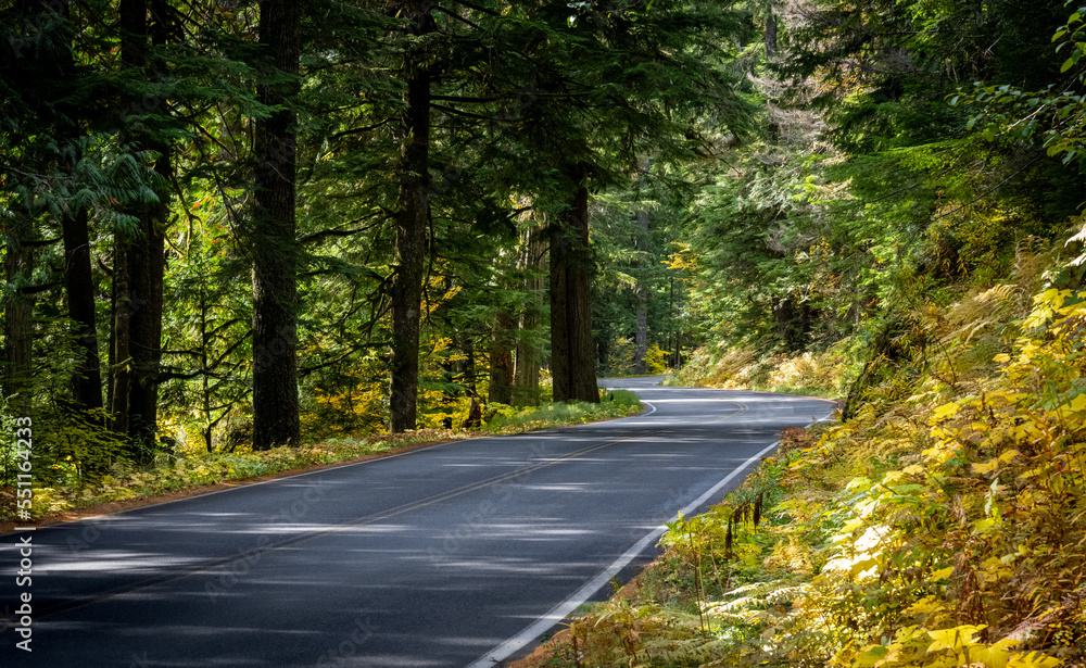 Fall foliage and winding roadway in Mount Rainier National Park