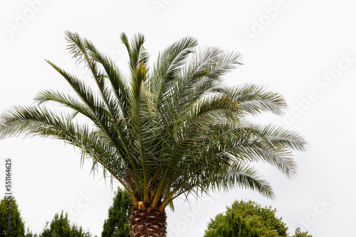 Beautiful palm tree with green leaves outdoors © New Africa
