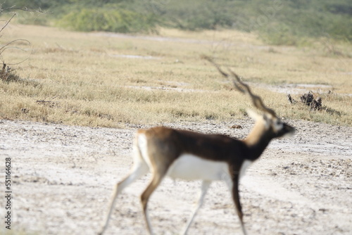 Endangered species Blackbuck in Bishnoi village forest reserve area. Beautiful male and female blackbuck captured with all movement in natural habitat. Rare animal portrait. Beautiful wall mounting.