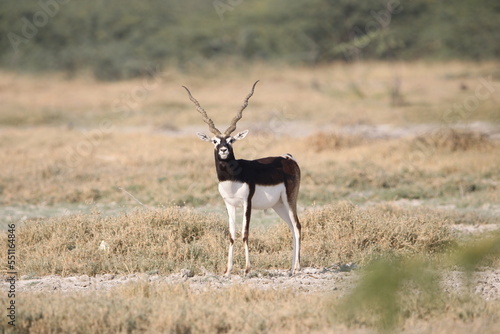 Endangered species Blackbuck in Bishnoi village forest reserve area. Beautiful male and female blackbuck captured with all movement in natural habitat. Rare animal portrait. Beautiful wall mounting. photo