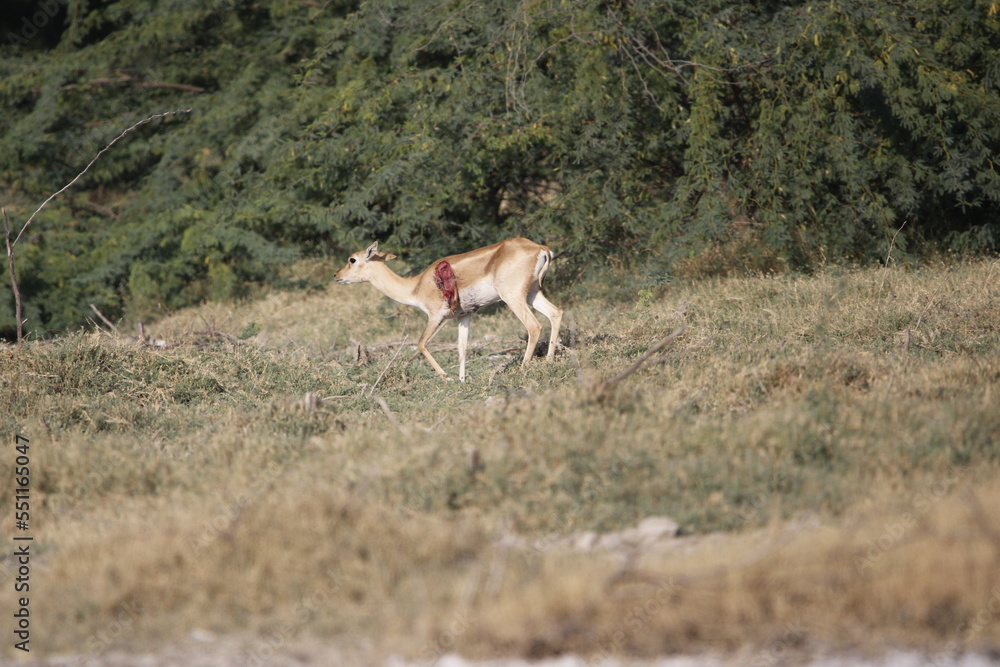 Endangered species Blackbuck in Bishnoi village forest reserve area. Beautiful male and female blackbuck captured with all movement in natural habitat. Rare animal portrait. Beautiful wall mounting. Endangered species Blackbuck in Bishnoi village forest reserve area. Beautiful male and female blackbuck captured with all movement in natural habitat. Rare animal portrait. Beautiful wall mounting.