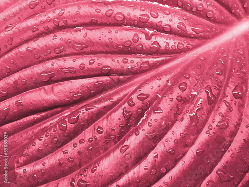 Raindrops on a large hosta leaf, close up.Viva Magenta, Color of the year 2023