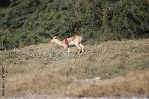 Endangered species Blackbuck in Bishnoi village forest reserve area. Beautiful male and female blackbuck captured with all movement in natural habitat. Rare animal portrait. Beautiful wall mounting.