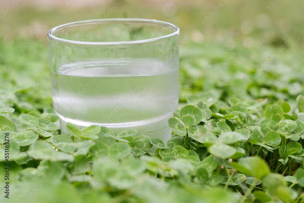Glass of water in green clovers outdoors, closeup. Space for text Glass of water in green clovers outdoors, closeup. Space for text