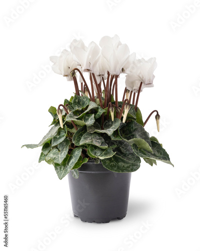 White cyclamen in a flower pot. Close-up. Isolated. photo