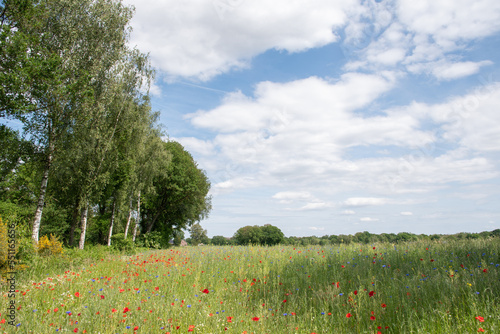 a beautiful summer landscape with a green meadow and blooming wild flowers