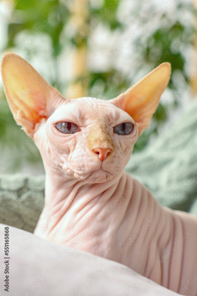 Cute Sphynx cat on sofa at home, closeup. Lovely pet Cute Sphynx cat on sofa at home, closeup. Lovely pet