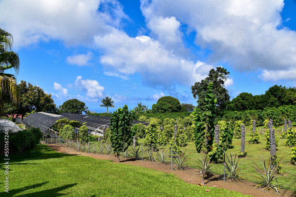 coffee plantation with black pepper plants and pinapple