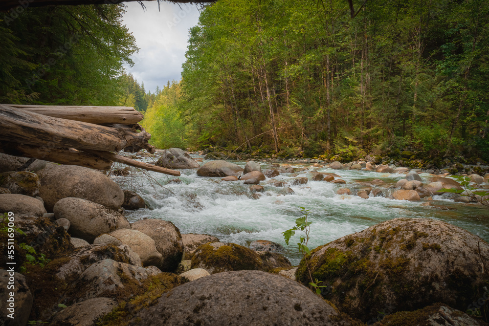 A beautiful stream in a forest.