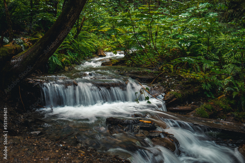 A beautiful stream in a forest. A beautiful stream in a forest.