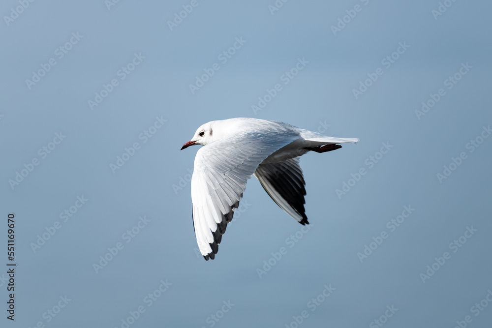 Seagull in flight Seagull in flight