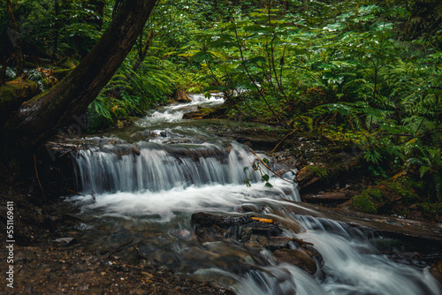 A beautiful stream in a forest.