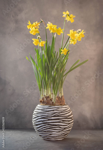 Wallpaper Mural Beautiful daffodils in pot with on gray background. Torontodigital.ca