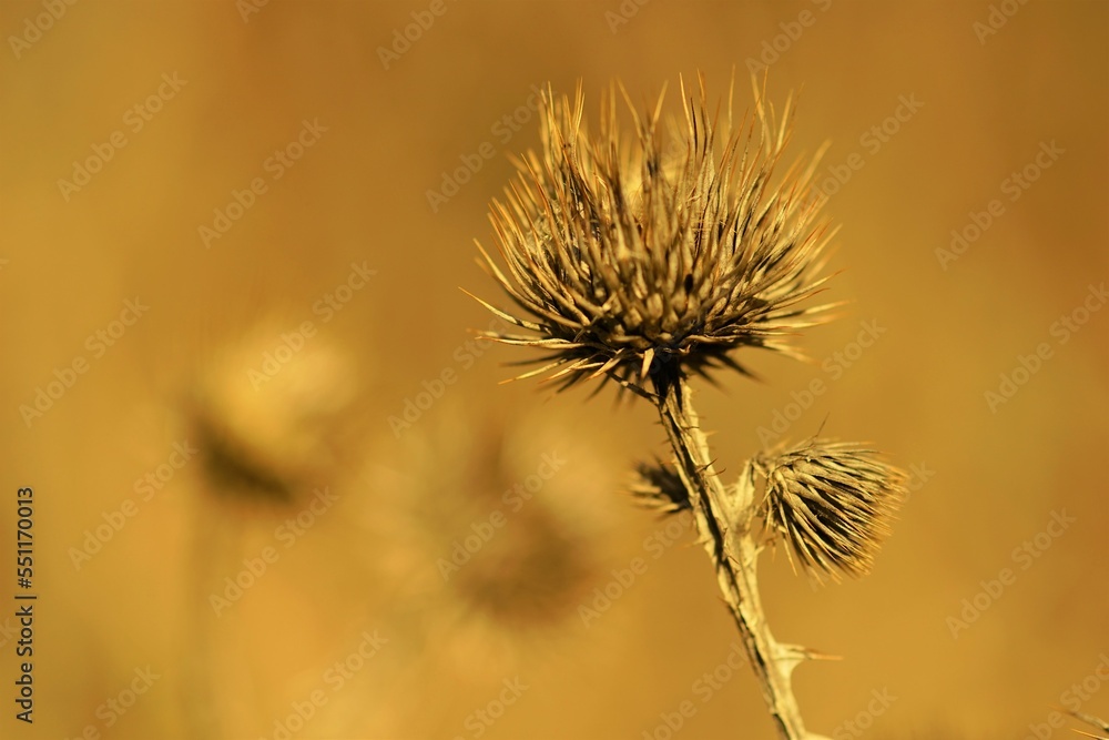 Sharp thorn plant growing in blurry brown field
