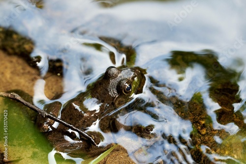 frog sitting in shallow water in Wisconsin photo