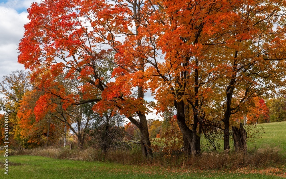 Maple trees in autumn colour