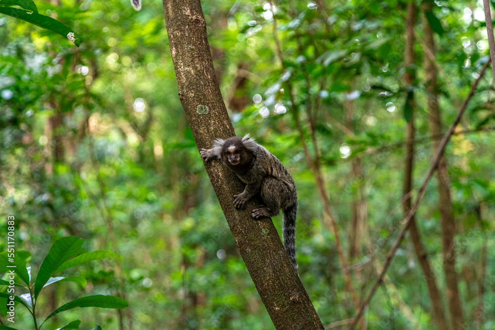Marmoset monkey on a tree in the wild Marmoset monkey on a tree in the wild