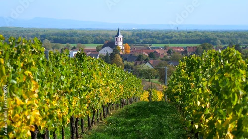 View through autumn vineyards towards the village of Berrwiller along the wine route in Alsace, France