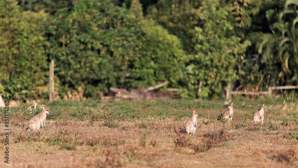 Herd of agile wallabies grazing in the evening. Cairns area-Australia-311 Herd of agile wallabies grazing in the evening. Cairns area-Australia-311