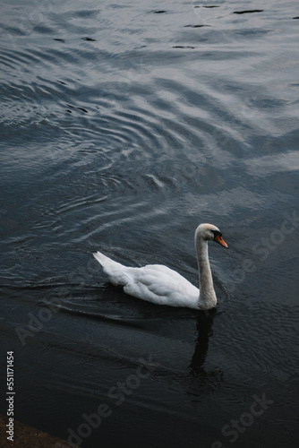 Swan on a river in Nottingham