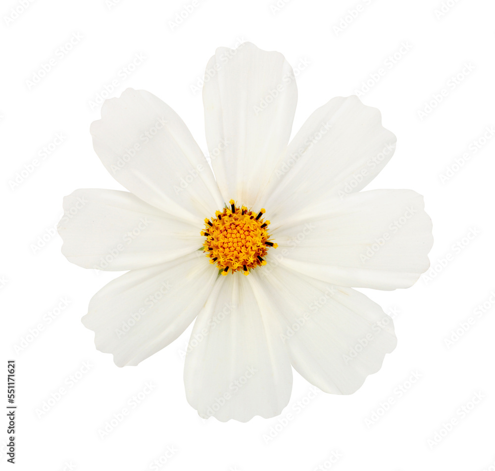 PNG white flower on tranparent background.