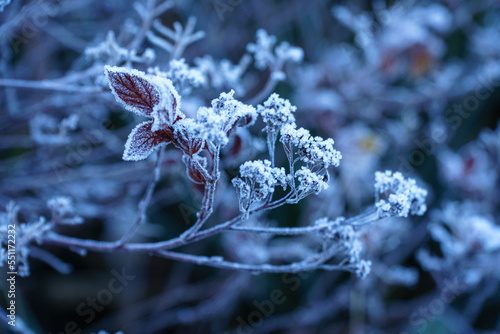 frost on the leaves © katepax