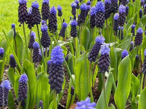 blue hyacinth flowers