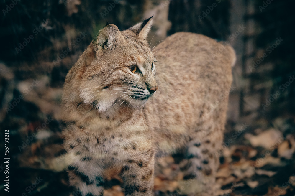 Tierportrait - Eurasischer Luchs (Lynx lynx) in einem Gehege im Herbst Tierportrait - Eurasischer Luchs (Lynx lynx) in einem Gehege im Herbst