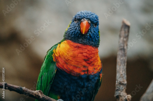 Portrait eines Regenbogenlori (Trichoglossus moluccanus) auf einem Zweig