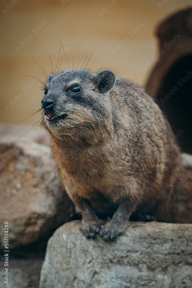Klippschliefer (Procavia capensis), Portrait Klippschliefer (Procavia capensis), Portrait