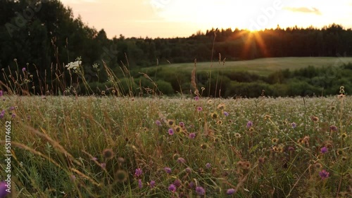 country meadow at sunset, the wind blows the grasses. High quality 4k footage