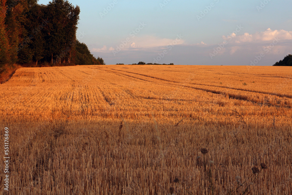 Walking trail between harvested wheat field - Bonnelles - Yvelines- Ile-de-France - France
