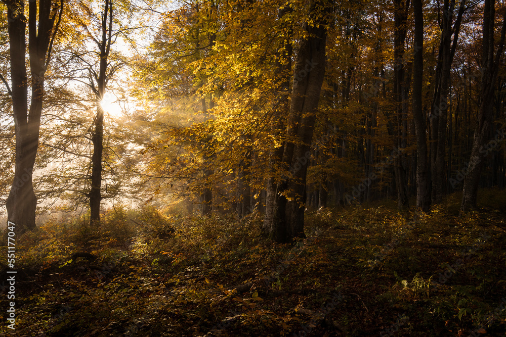 Beautiful colourful landscape in autumn season with rays of light in. forest. Romania Beautiful colourful landscape in autumn season with rays of light in. forest. Romania