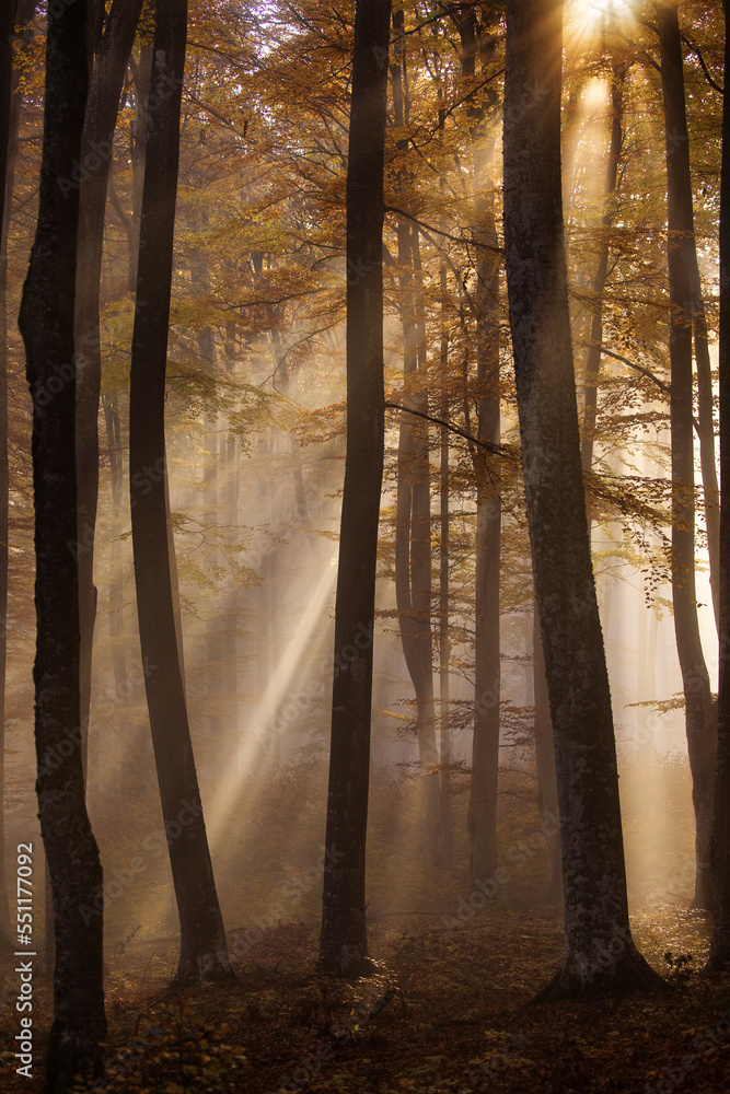Obraz premium Beautiful colourful landscape in autumn season with rays of light in. forest. Romania